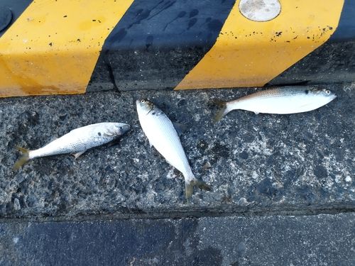 コノシロの釣果