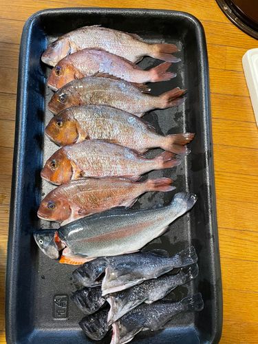マダイの釣果
