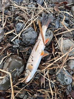 ウグイの釣果
