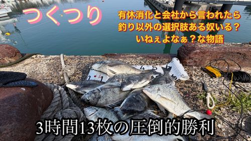 クロダイの釣果
