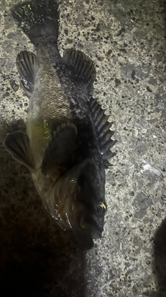 クロソイの釣果