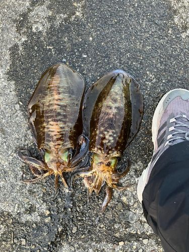 アオリイカの釣果