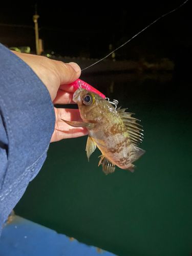 メバルの釣果