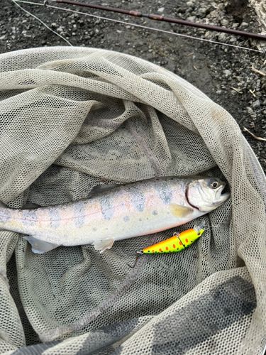 ヤマメの釣果