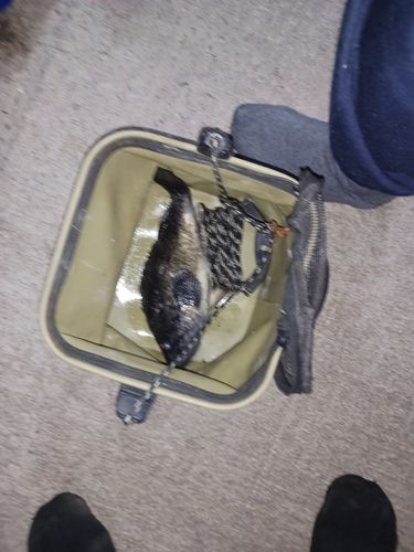 クロソイの釣果