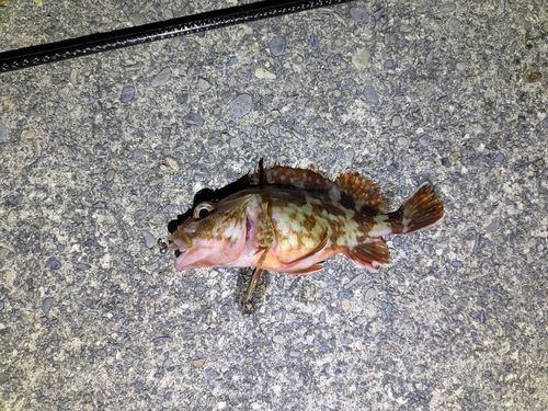 ガシラの釣果