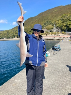ドチザメの釣果