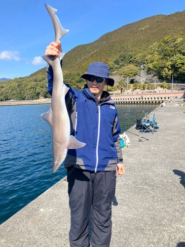 ドチザメの釣果