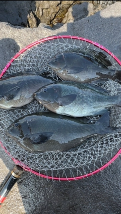 クチブトグレの釣果