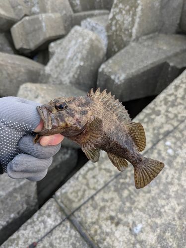 ムラソイの釣果