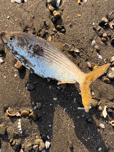 コノシロの釣果