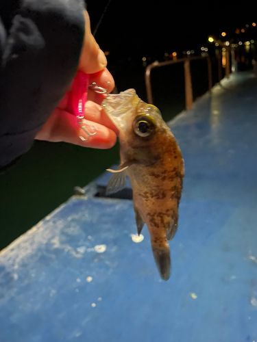 メバルの釣果
