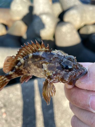 ガシラの釣果