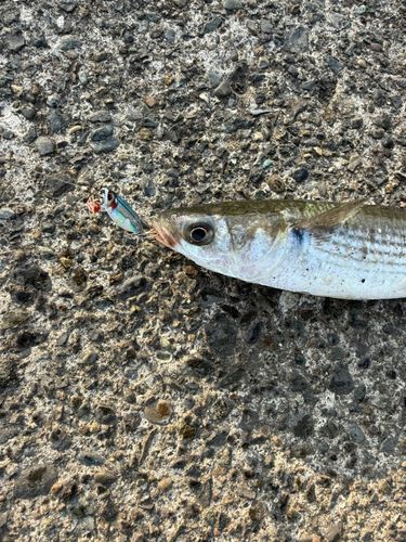 ボラの釣果
