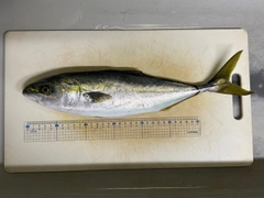 フクラギの釣果