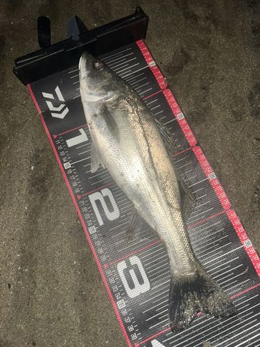 フッコ（タイリクスズキ）の釣果