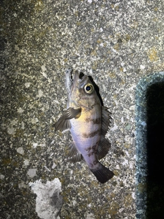 メバルの釣果
