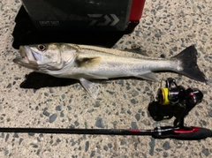 フッコ（タイリクスズキ）の釣果