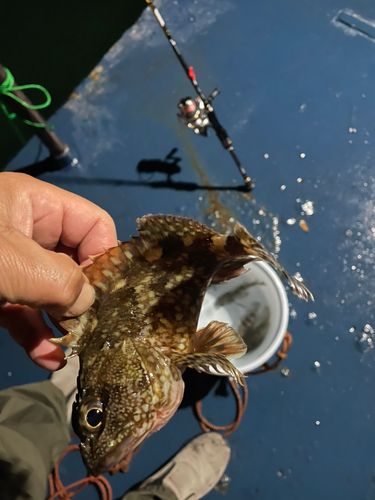 ガシラの釣果