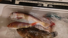 シロアマダイの釣果