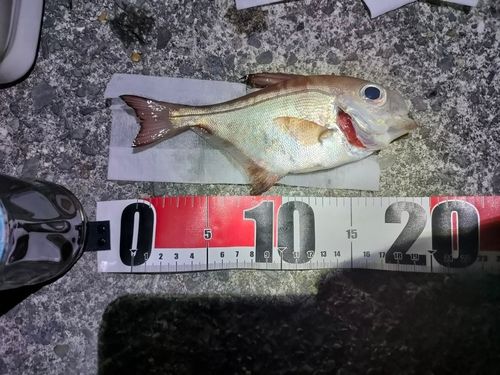 ミナミハタンポの釣果
