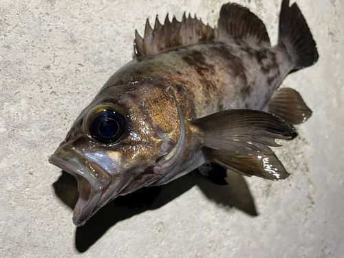 メバルの釣果