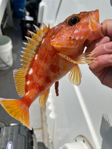 アヤメカサゴの釣果