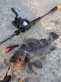 クロソイの釣果