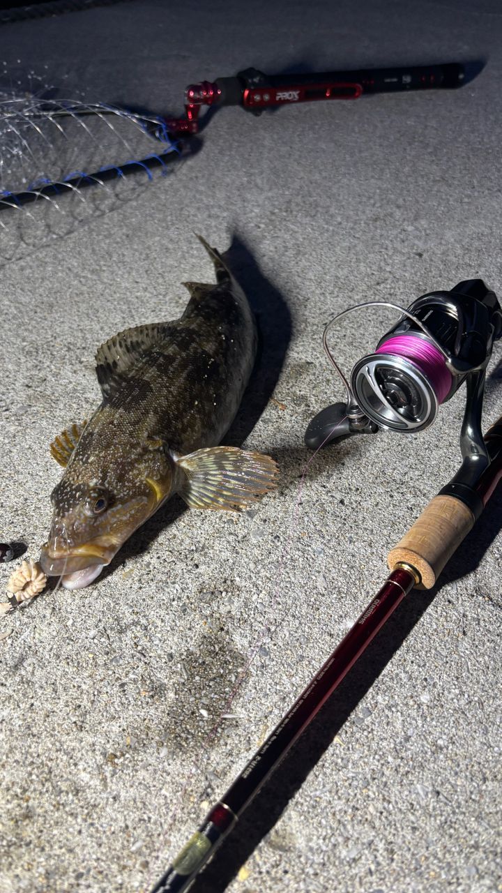 SHIMANO 18ワールドシャウラ 15101F-3の最安値・インプレ・釣果 | 本音