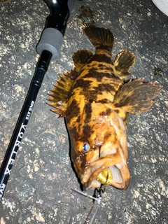 タケノコメバルの釣果