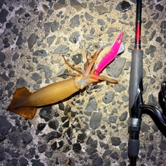 スルメイカの釣果