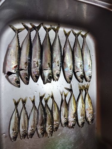 サバの釣果