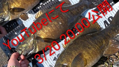 スモールマウスバスの釣果
