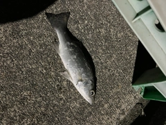 セイゴ（マルスズキ）の釣果