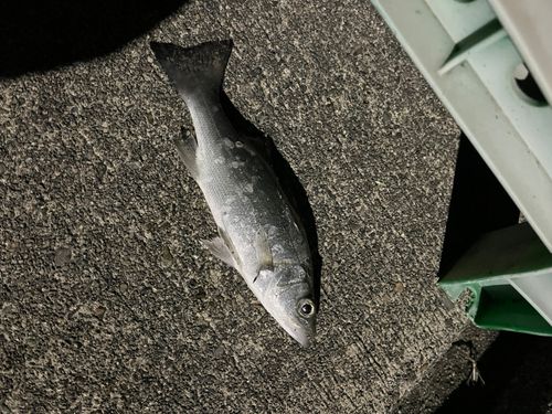 セイゴ（マルスズキ）の釣果