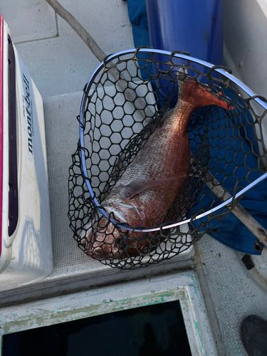 タイの釣果