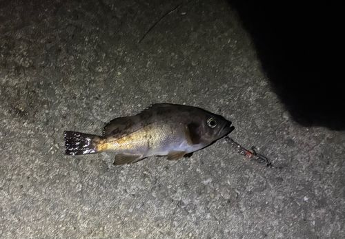 メバルの釣果