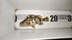 タケノコメバルの釣果