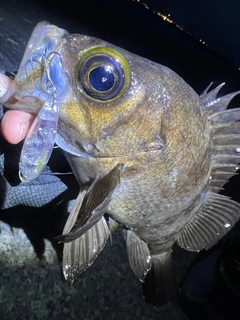 シロメバルの釣果