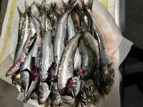 マイワシの釣果