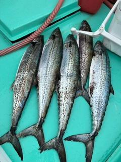 サワラの釣果