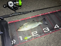 ヒラスズキの釣果