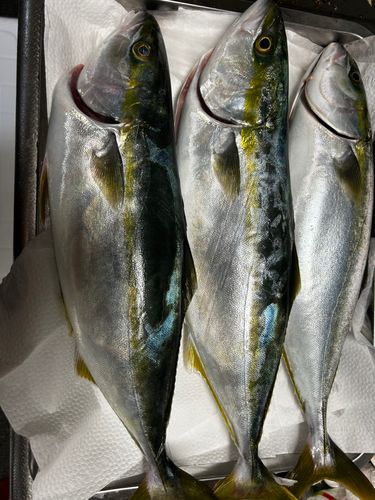 イナダの釣果