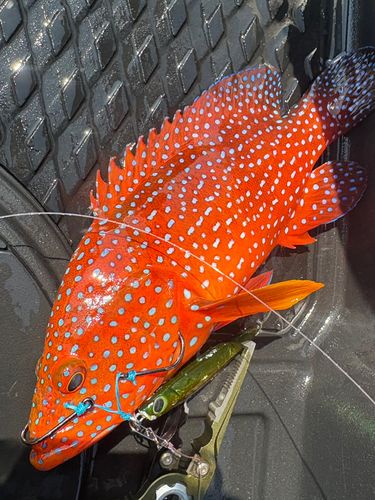 ユカタハタの釣果