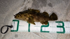 タケノコメバルの釣果