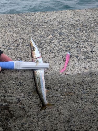 カマスの釣果