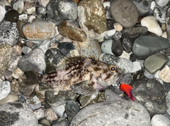 ムラソイの釣果