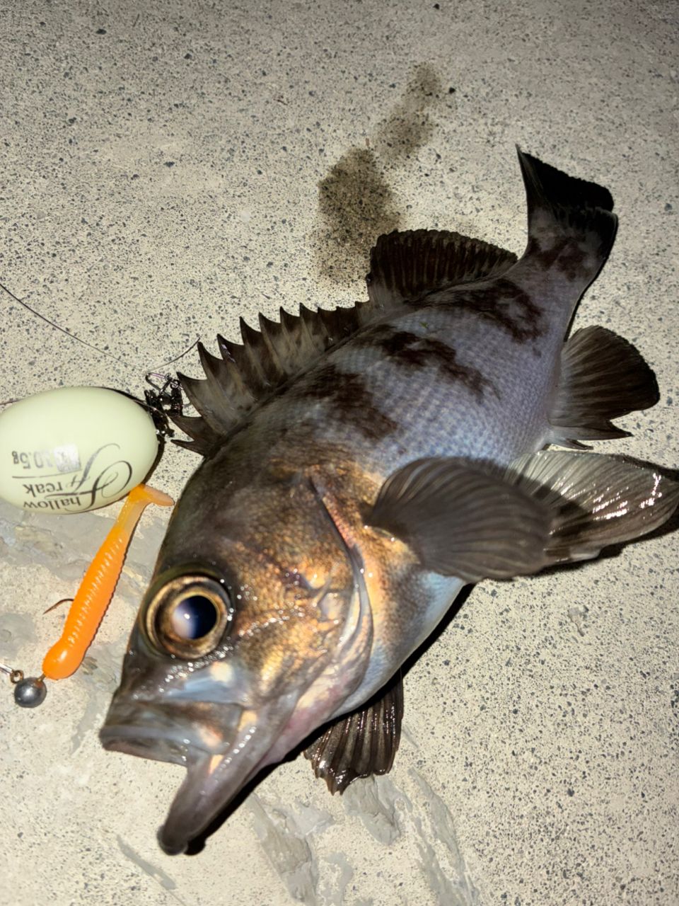 メバル・ギンザケの釣果写真