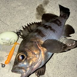 メバル・ギンザケの釣果写真