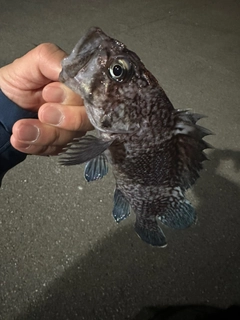 クロソイの釣果
